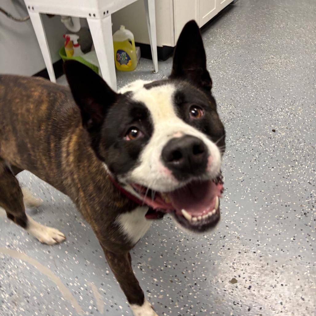 Pepper, a Adoptable mixed breed in Grand Rapids, MI image 1/6