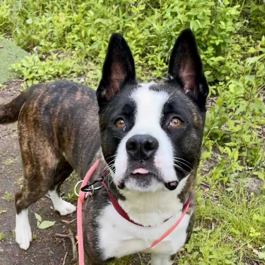 Pepper, a Adoptable mixed breed in Grand Rapids, MI image 2/6