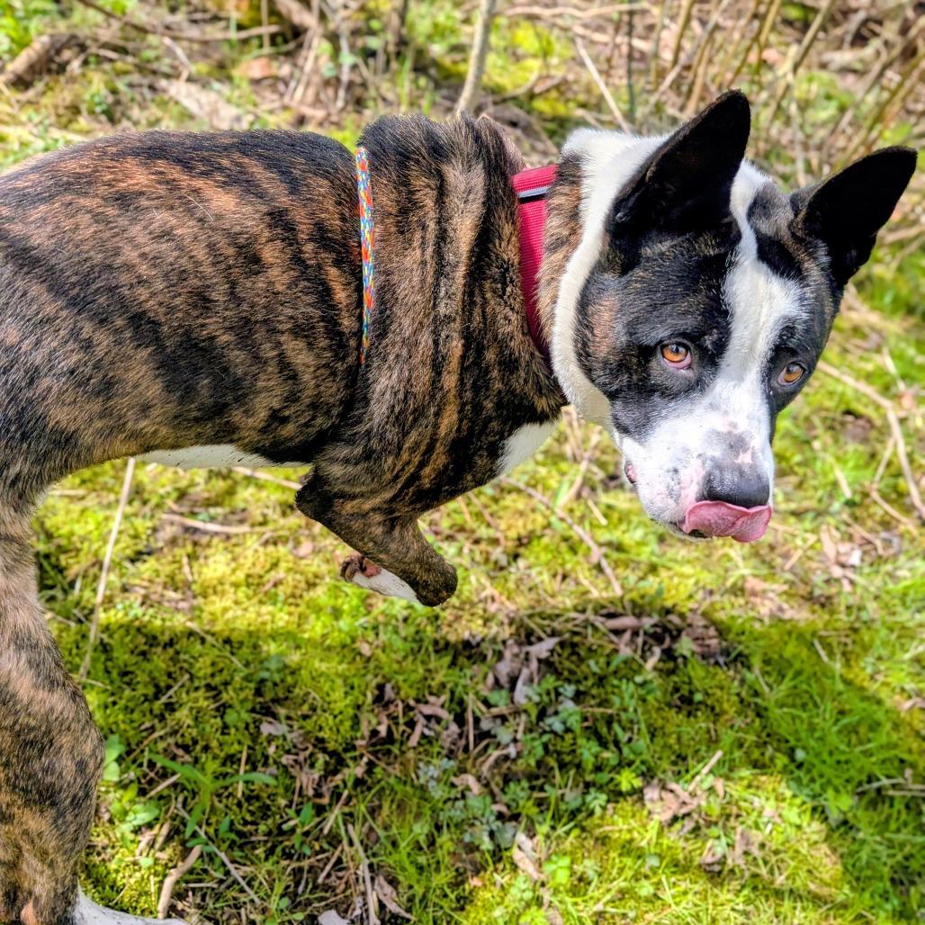 Pepper, a Adoptable mixed breed in Grand Rapids, MI image 3/6