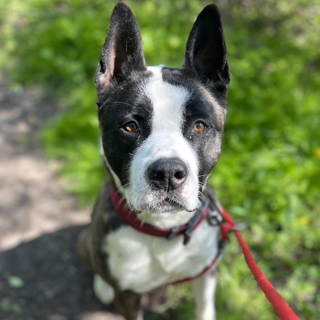 Pepper, a Adoptable mixed breed in Grand Rapids, MI image 4/6