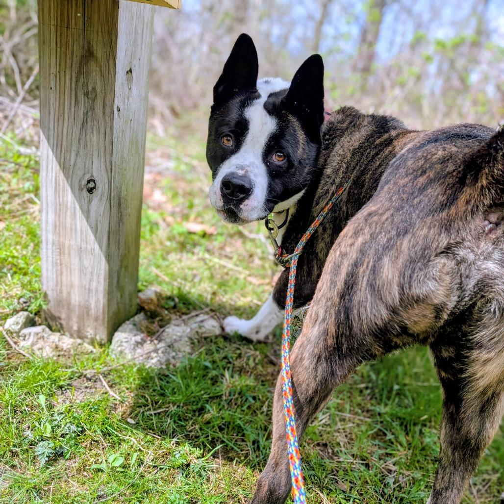 Pepper, a Adoptable mixed breed in Grand Rapids, MI image 5/6