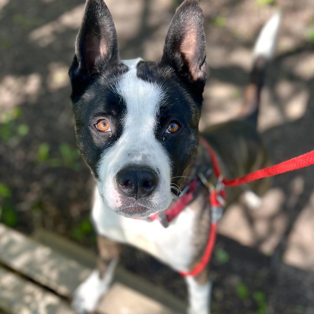 Pepper, a Adoptable mixed breed in Grand Rapids, MI image 6/6