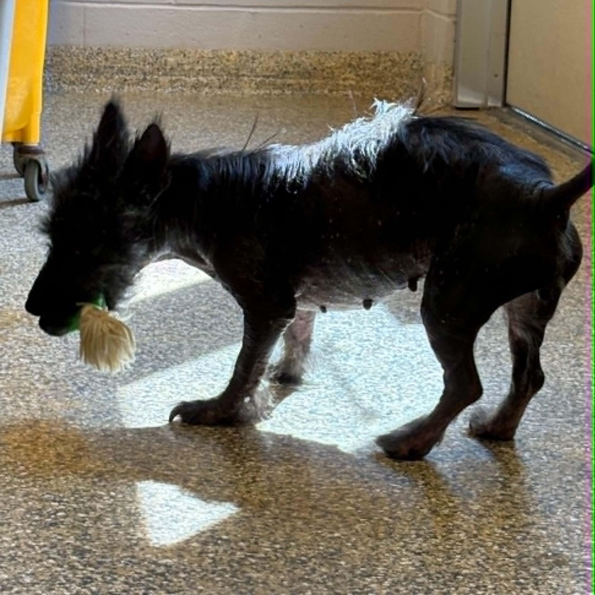 Kizzy, an adopted mixed breed in Cape May Court House, NJ image 4/5