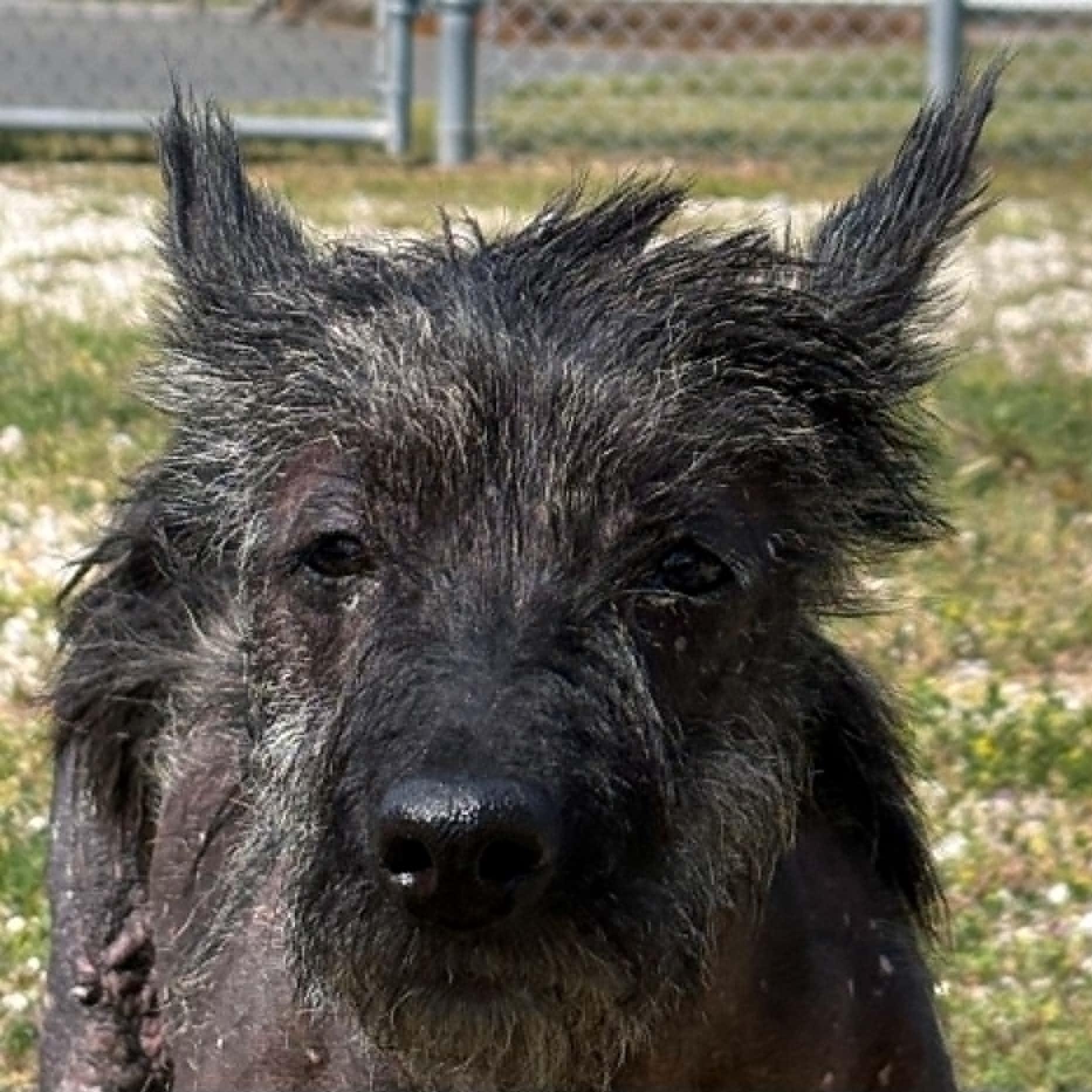 Kizzy, an adopted mixed breed in Cape May Court House, NJ image 5/5