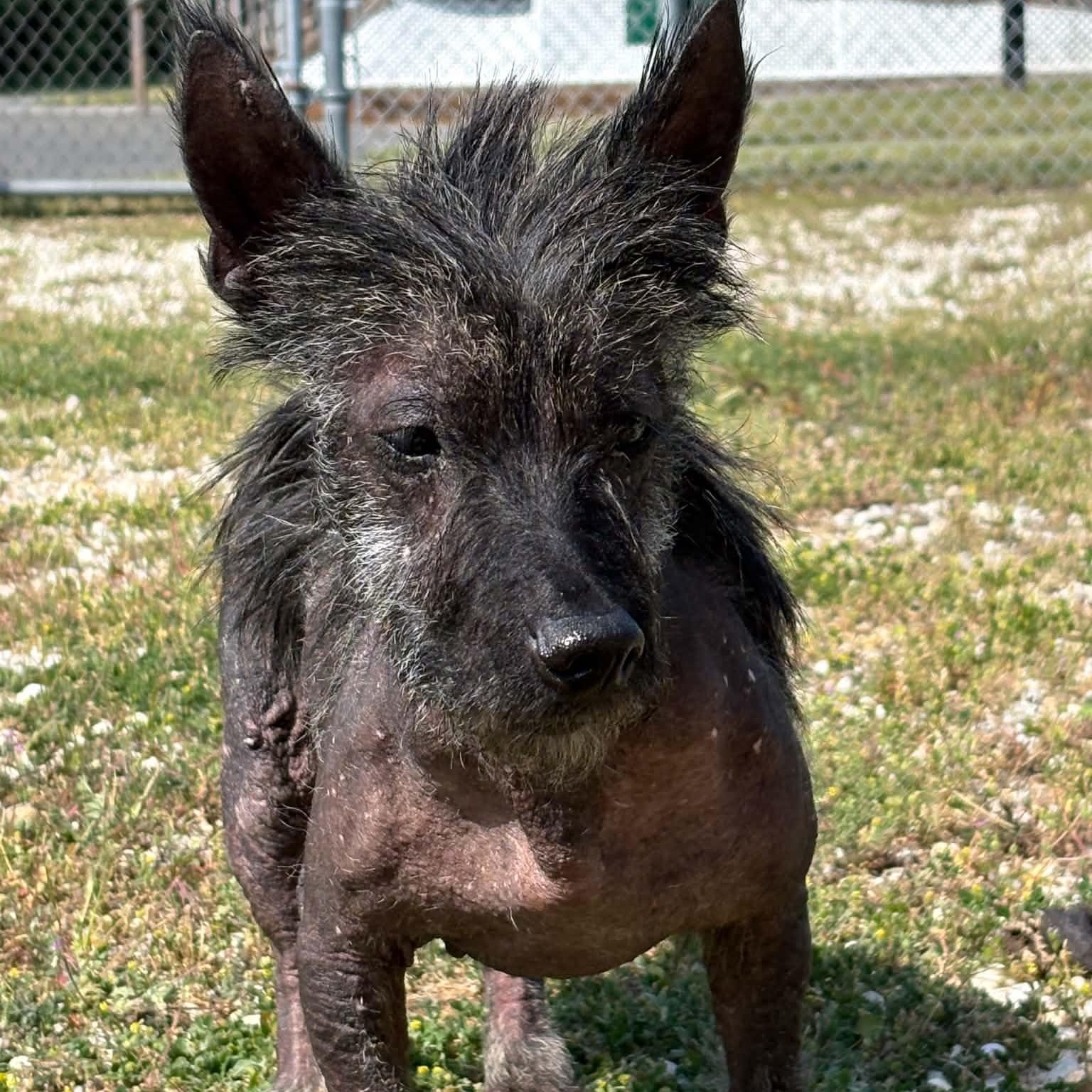 Kizzy, an adopted mixed breed in Cape May Court House, NJ image 2/5