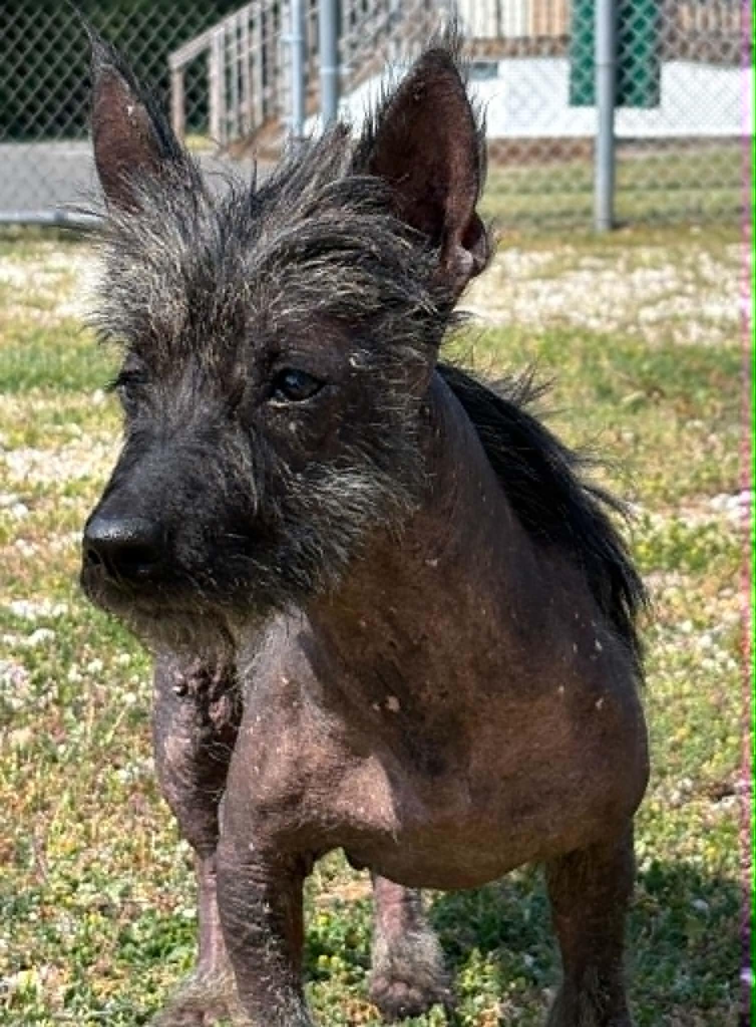 Kizzy, an adopted mixed breed in Cape May Court House, NJ image 3/5