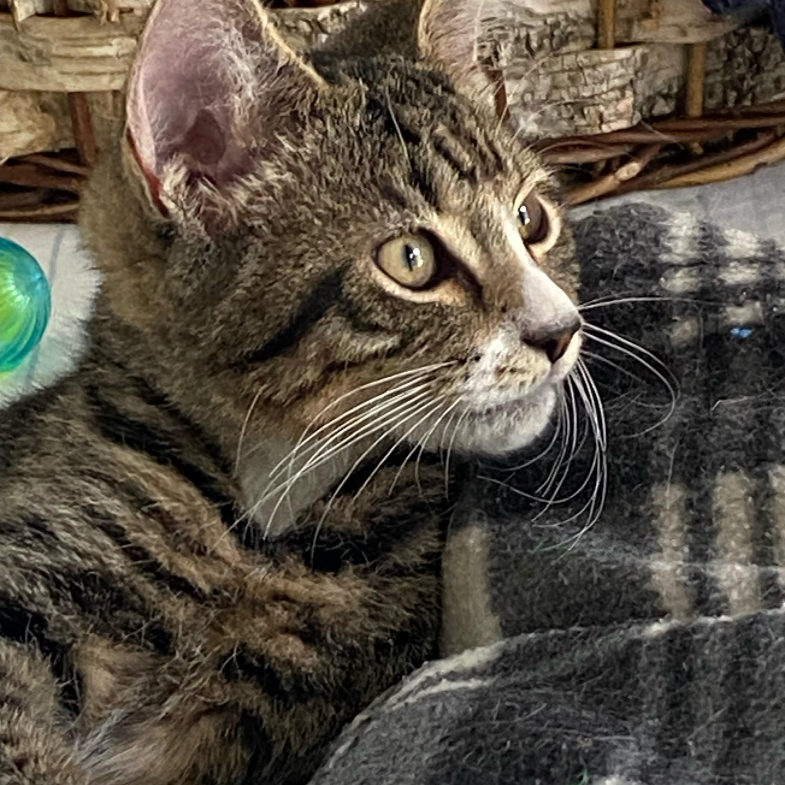 Snickerdoodle, ADOPTABLE, Kitten Male Domestic Short Hair.
