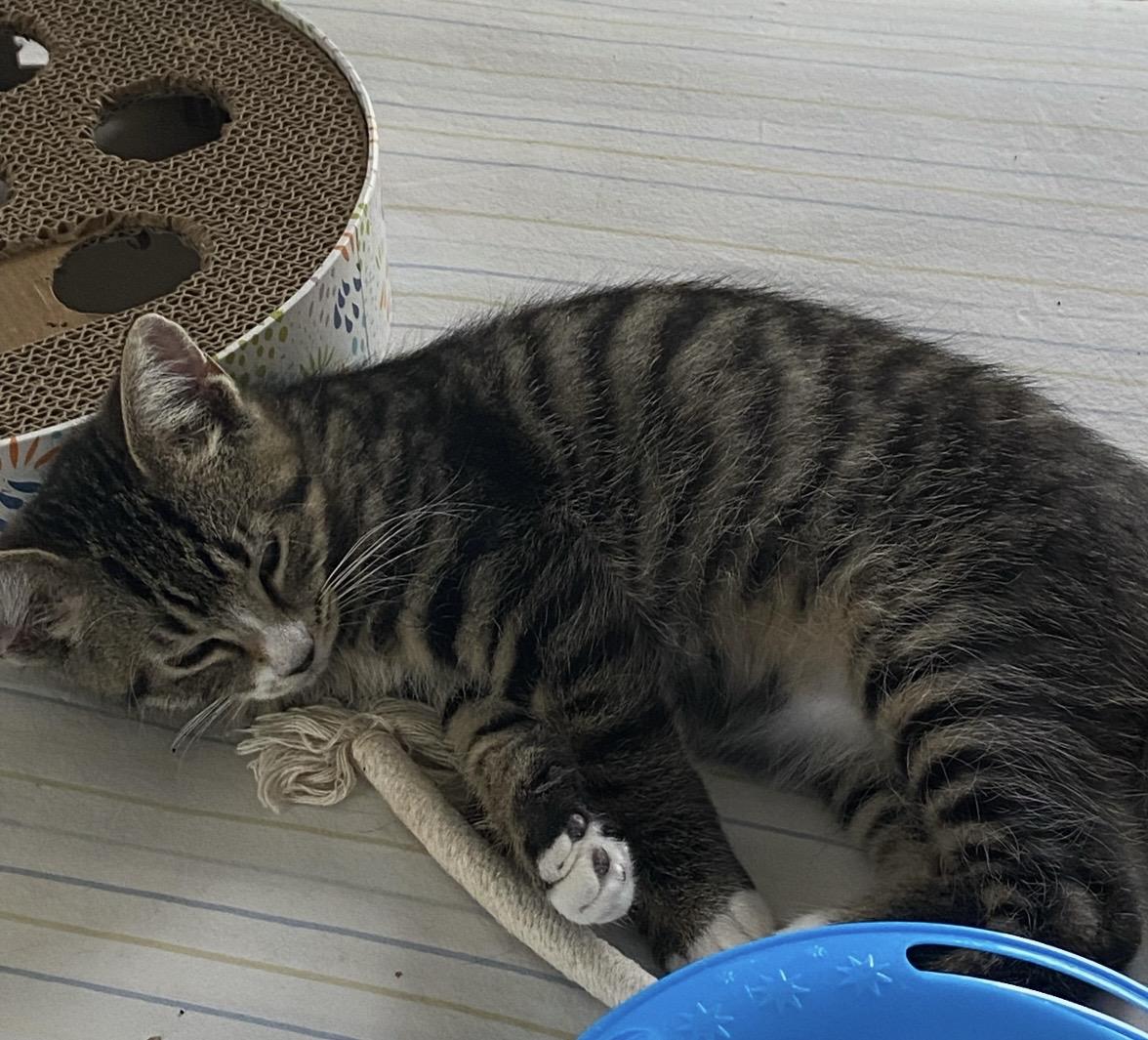 Snickerdoodle, a ADOPTABLE Domestic Short Hair in Lawrenceburg, IN image 3/5