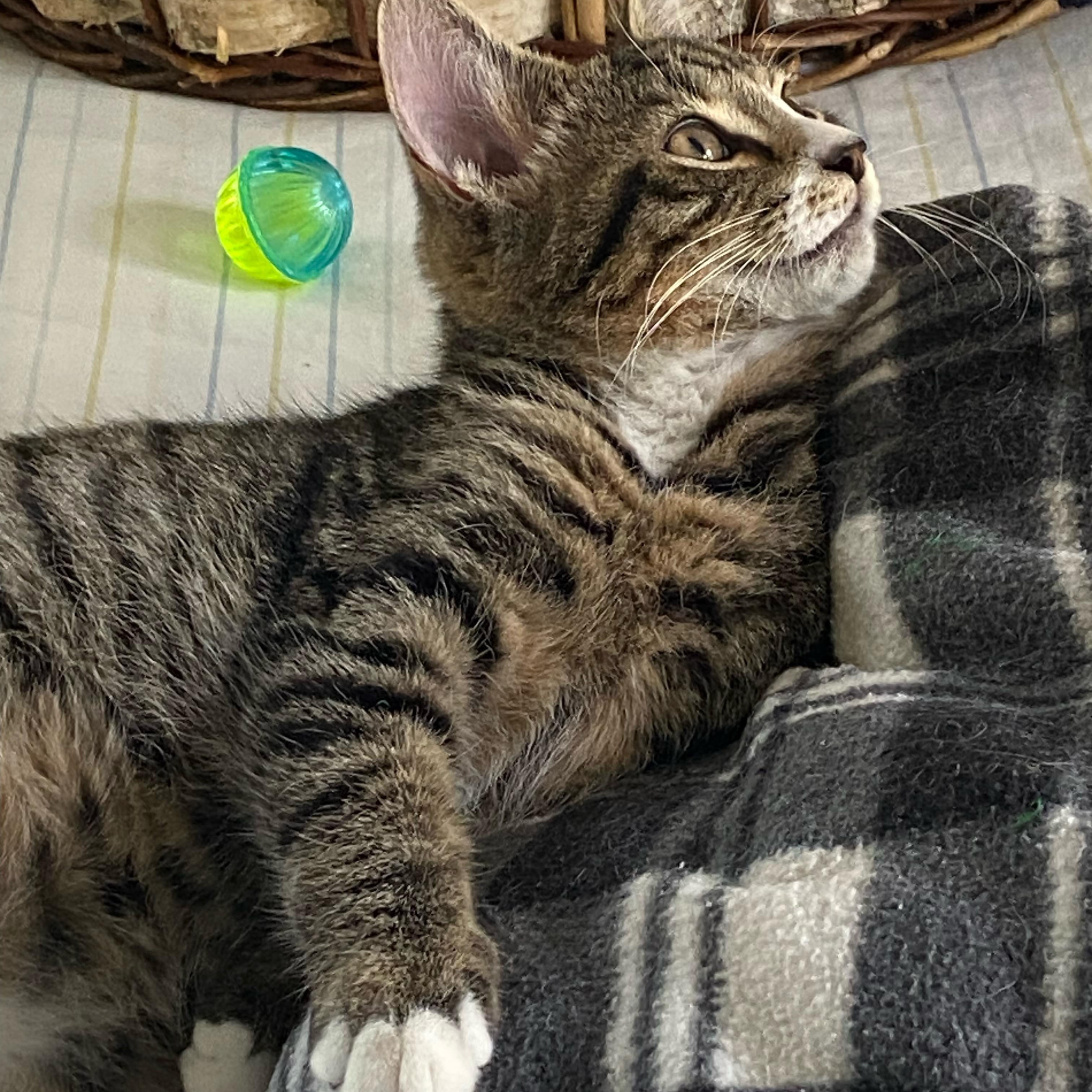 Snickerdoodle, a ADOPTABLE Domestic Short Hair in Lawrenceburg, IN image 6/6