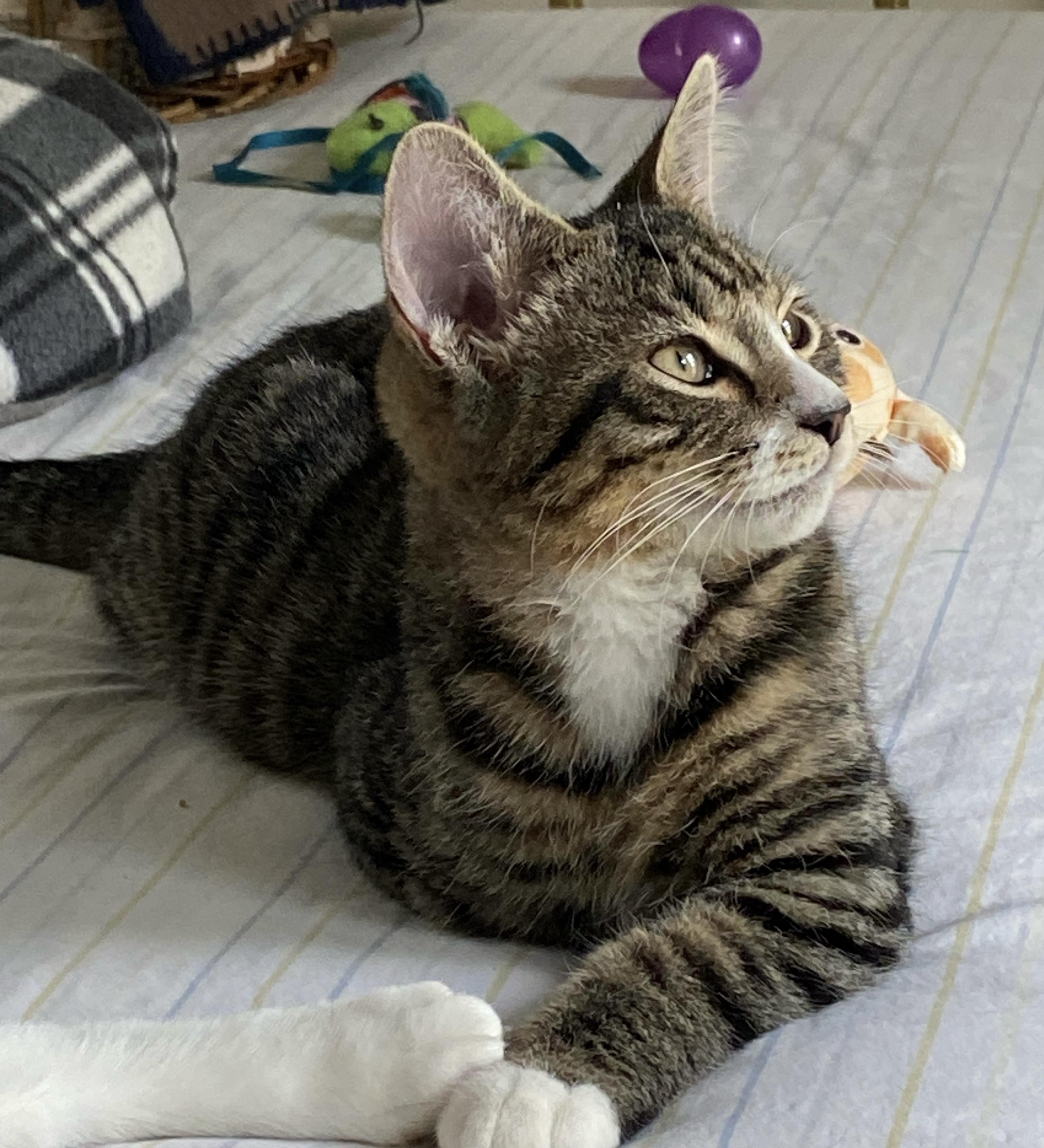 Snickerdoodle, a ADOPTABLE Domestic Short Hair in Lawrenceburg, IN image 5/6