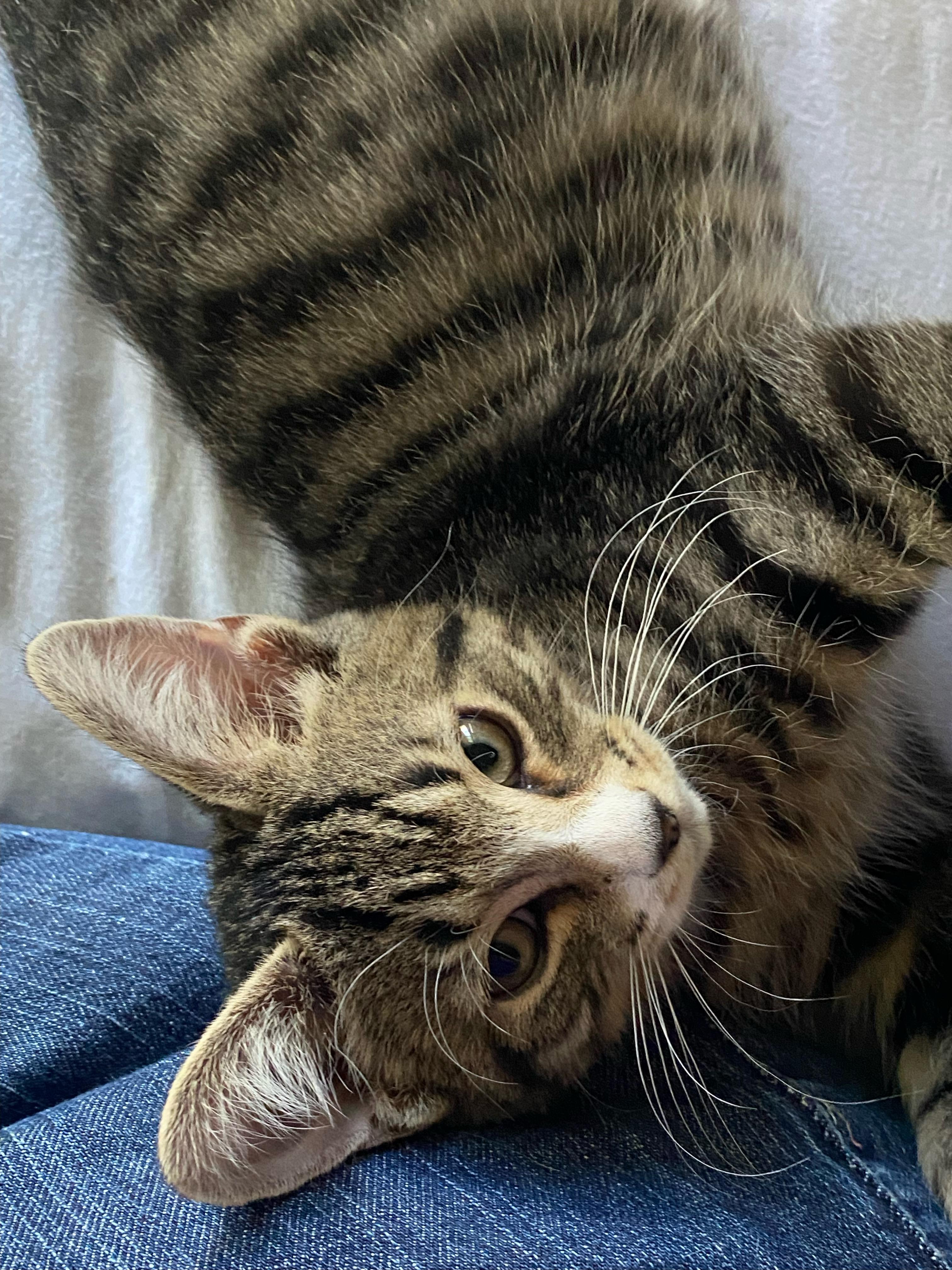 Snickerdoodle, a ADOPTABLE Domestic Short Hair in Lawrenceburg, IN image 4/5