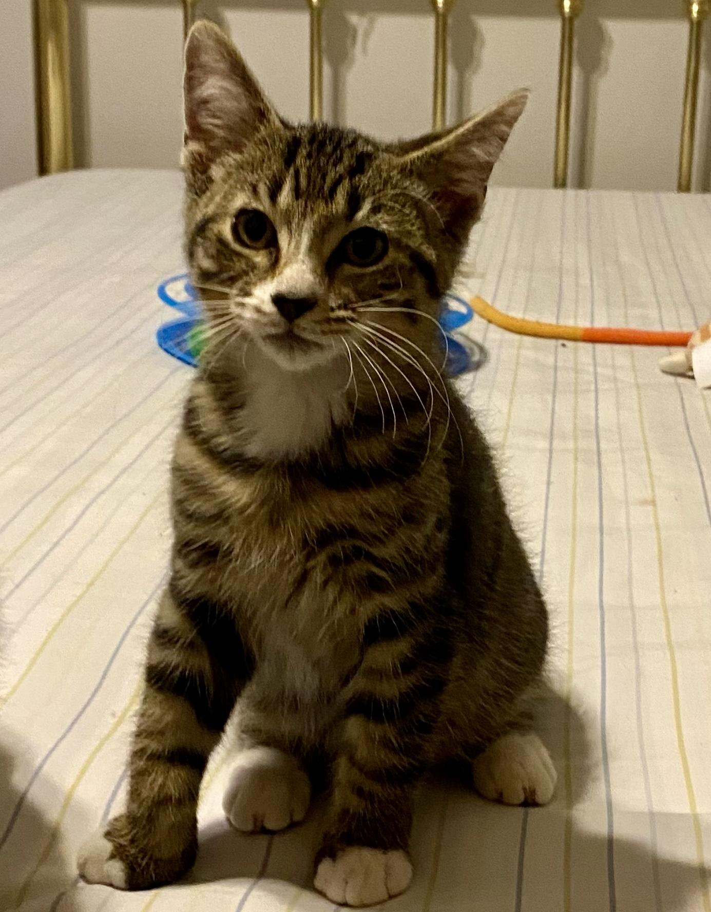 Snickerdoodle, ADOPTABLE, Kitten Male Domestic Short Hair.