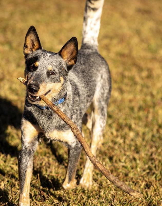 Enlarge Jensin, a Adoptable Cattle Dog in Dickinson, TX image 1/6