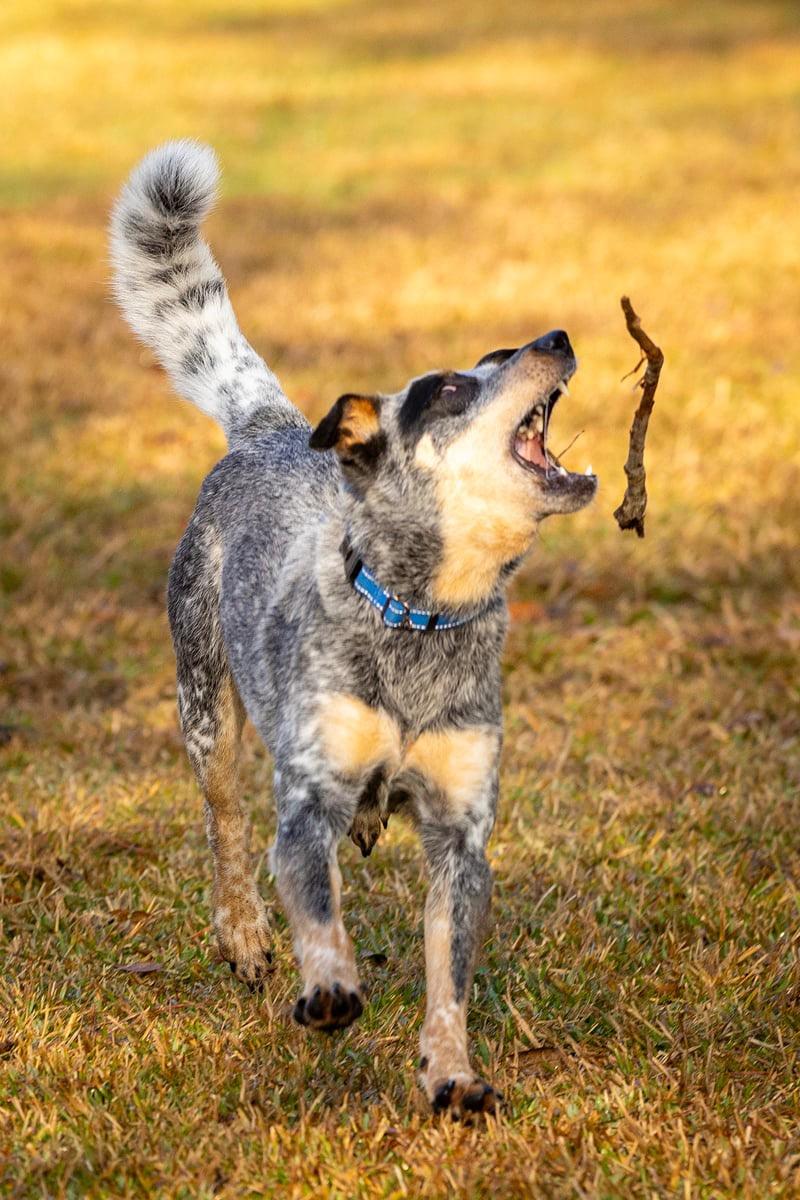 Enlarge Jensin, a Adoptable Cattle Dog in Dickinson, TX image 2/6