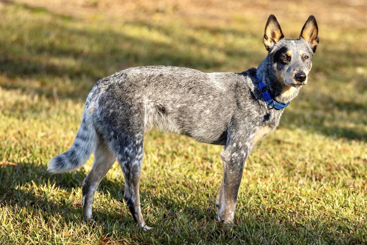 Jensin, Young Male Cattle Dog