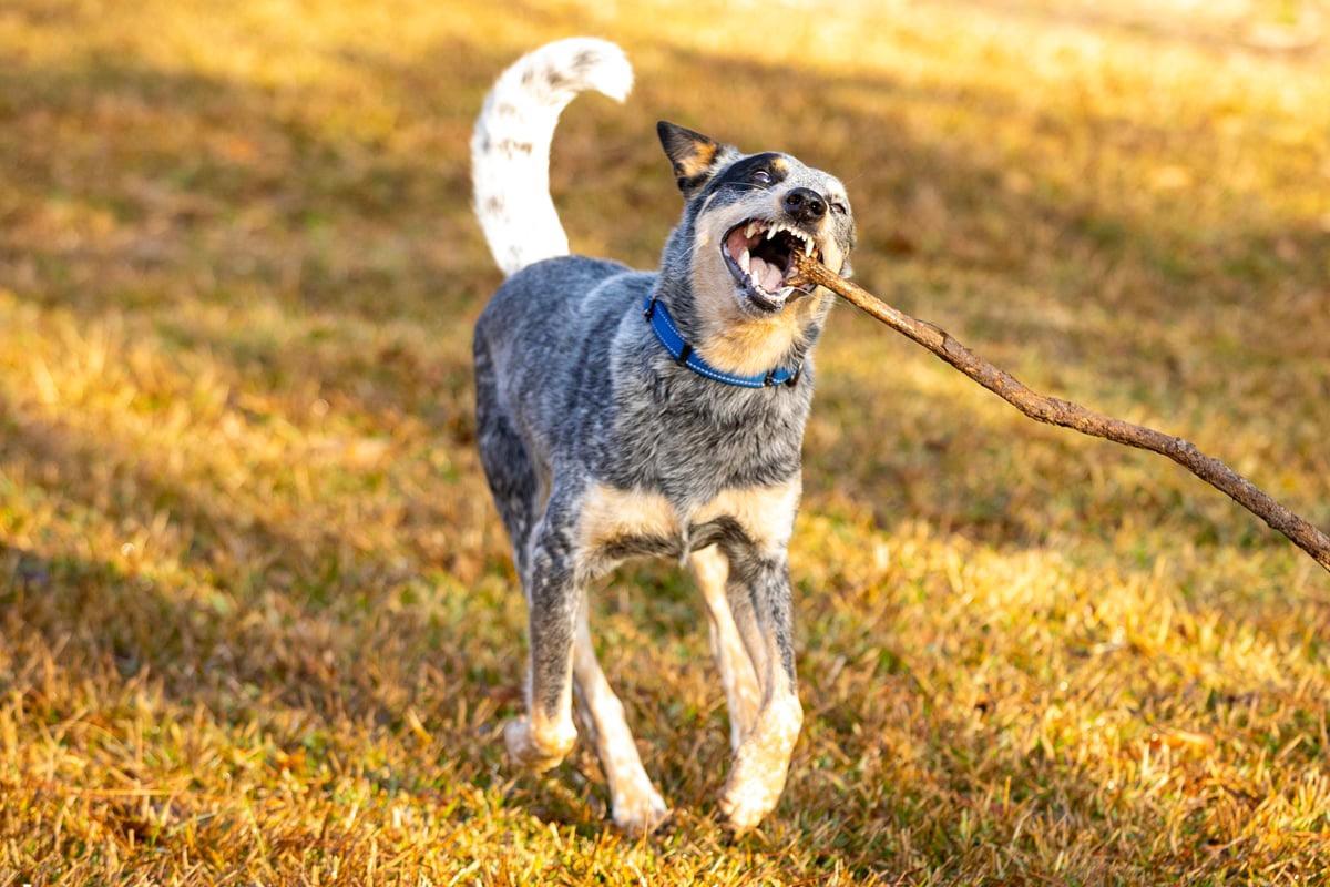 Enlarge Jensin, a Adoptable Cattle Dog in Dickinson, TX image 4/6