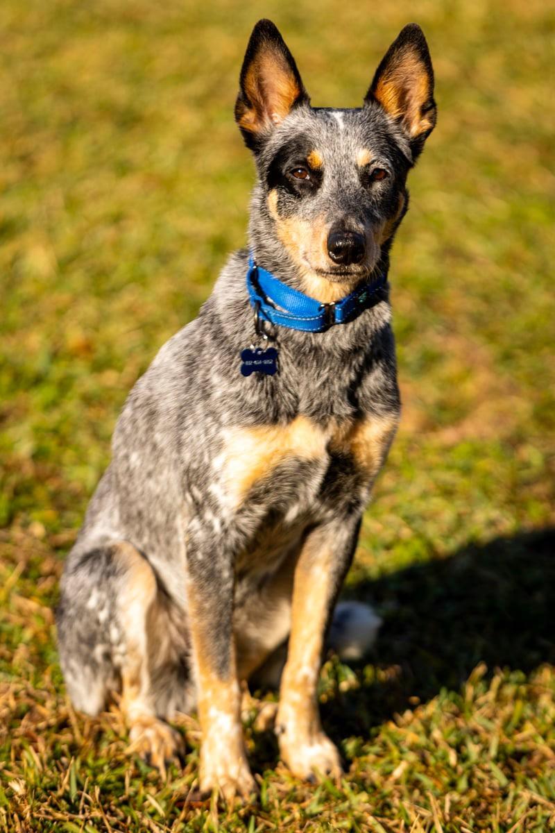 Enlarge Jensin, a Adoptable Cattle Dog in Dickinson, TX image 6/6