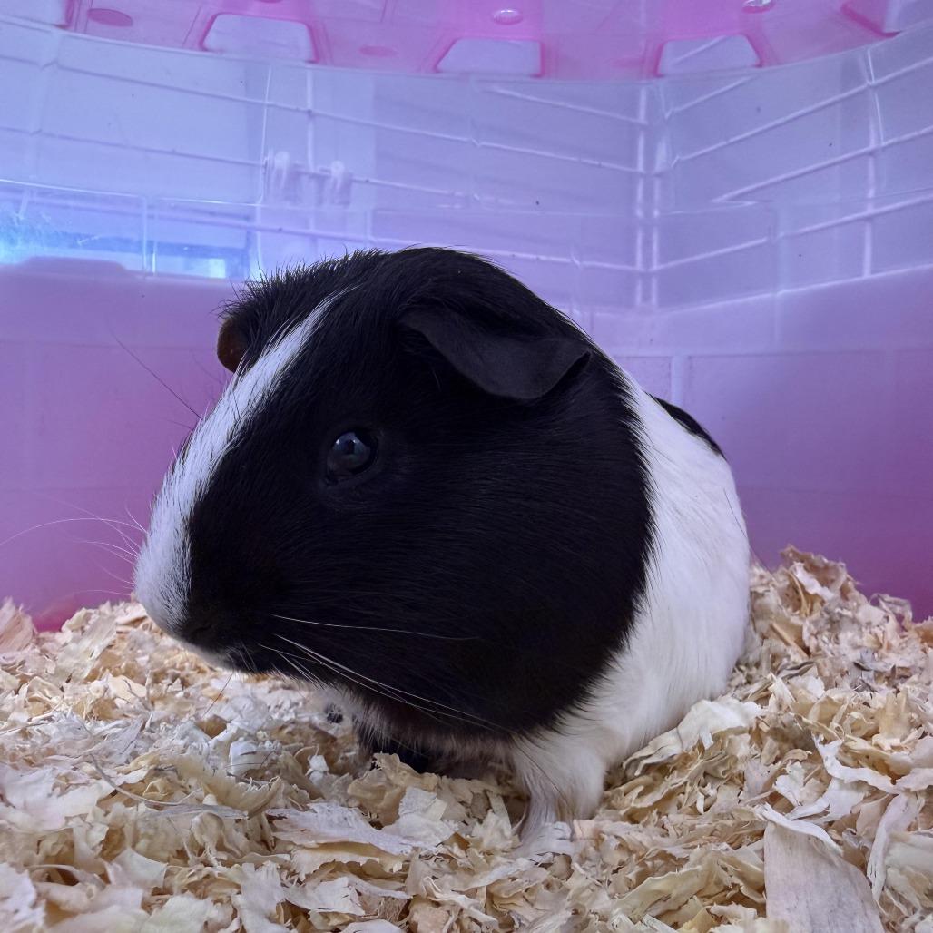 Enlarge Bubba, a Adoptable Guinea Pig in Camden, DE image 1/1