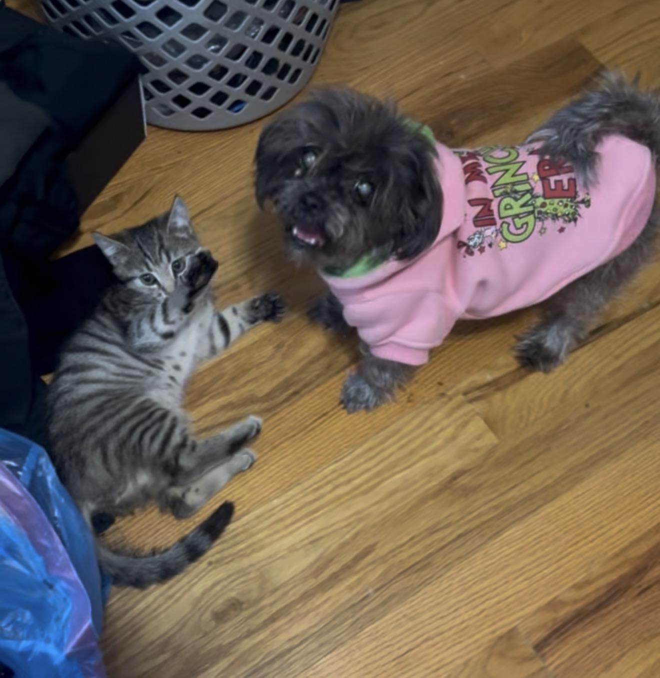 Trouble and Toil, ADOPTABLE, Kitten Female Domestic Short Hair.