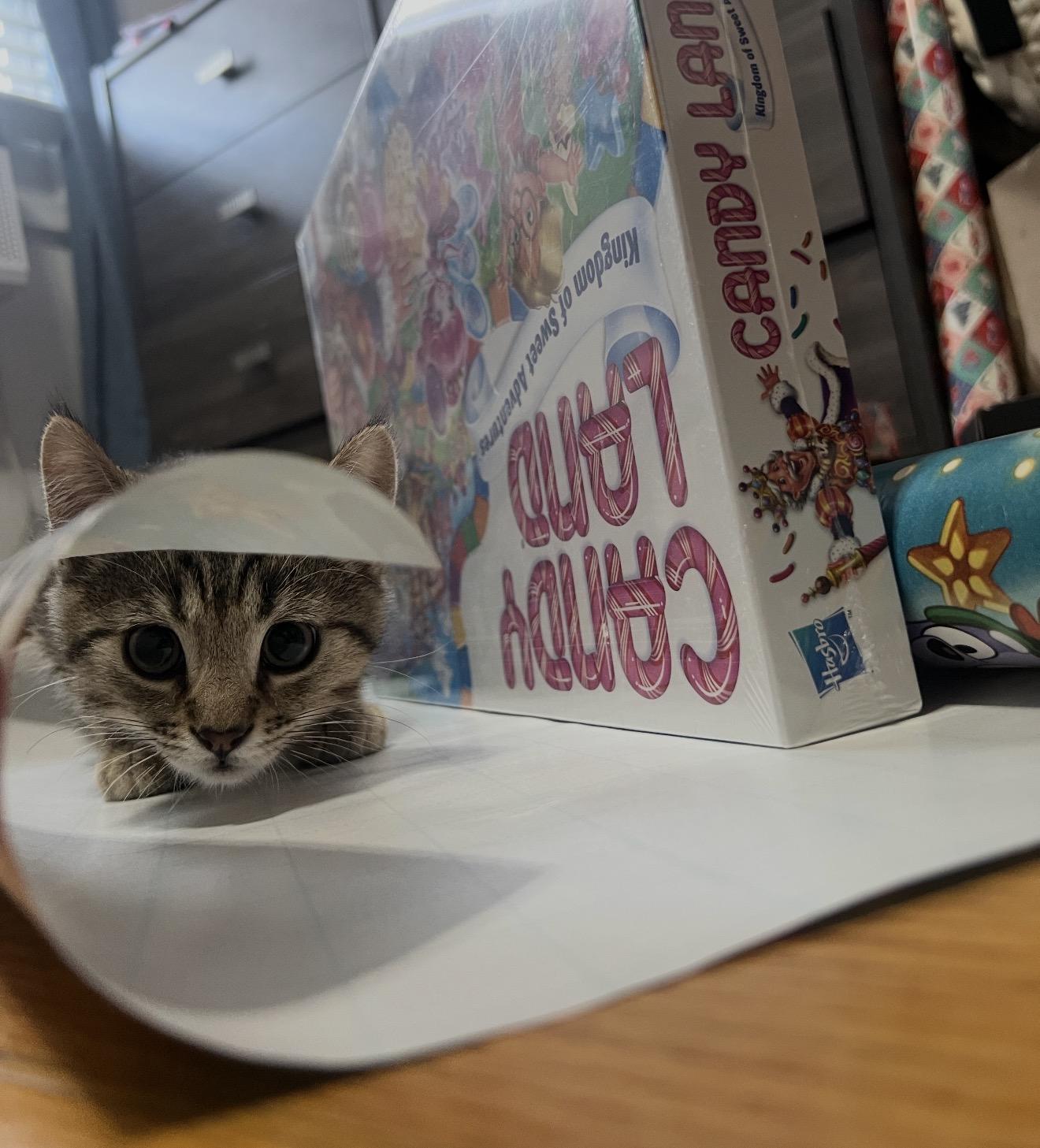 Enlarge Trouble and Toil, a ADOPTABLE Domestic Short Hair in East Islip , NY image 5/6