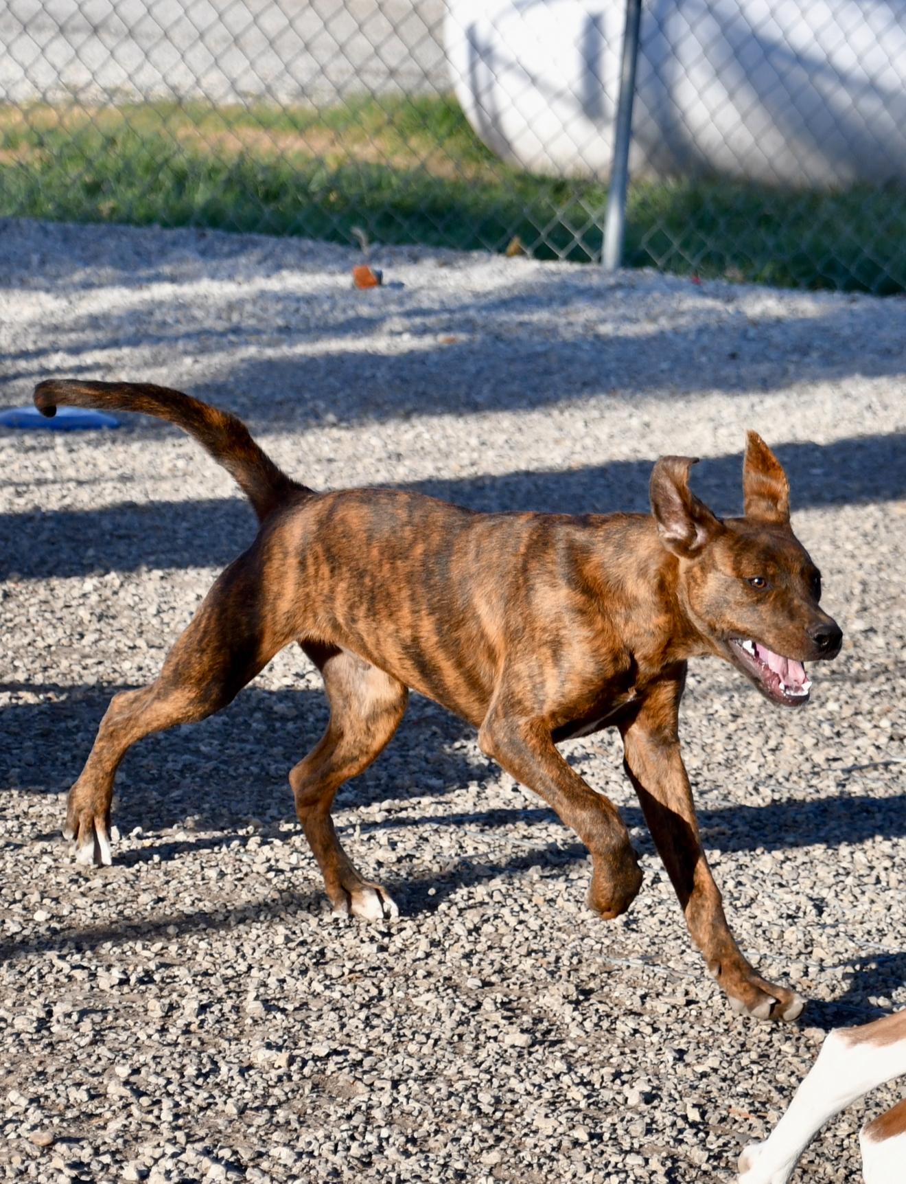 Enlarge Hoover, a ADOPTABLE mixed breed in Hiawatha, KS image 3/4