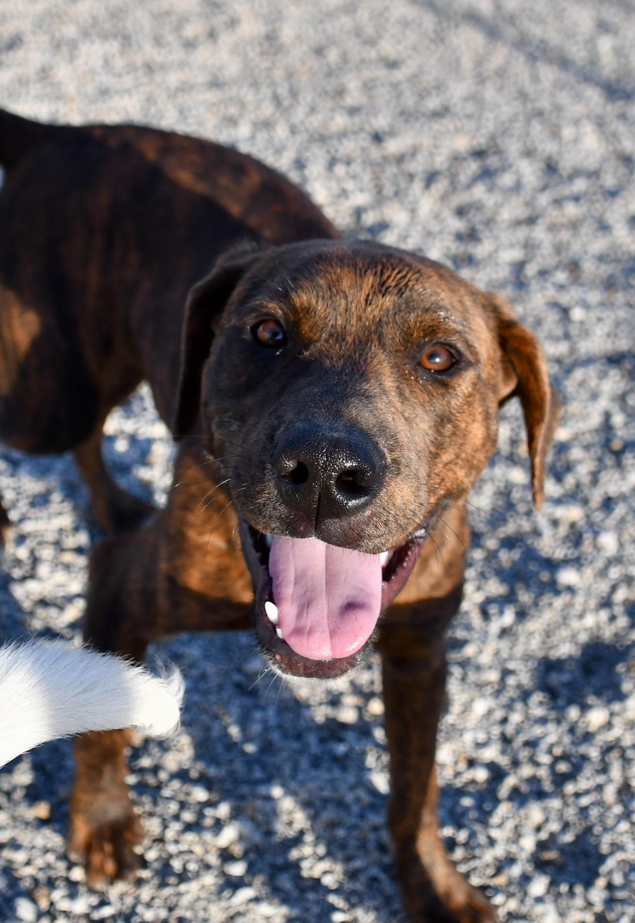 Enlarge Hoover, a ADOPTABLE mixed breed in Hiawatha, KS image 1/4