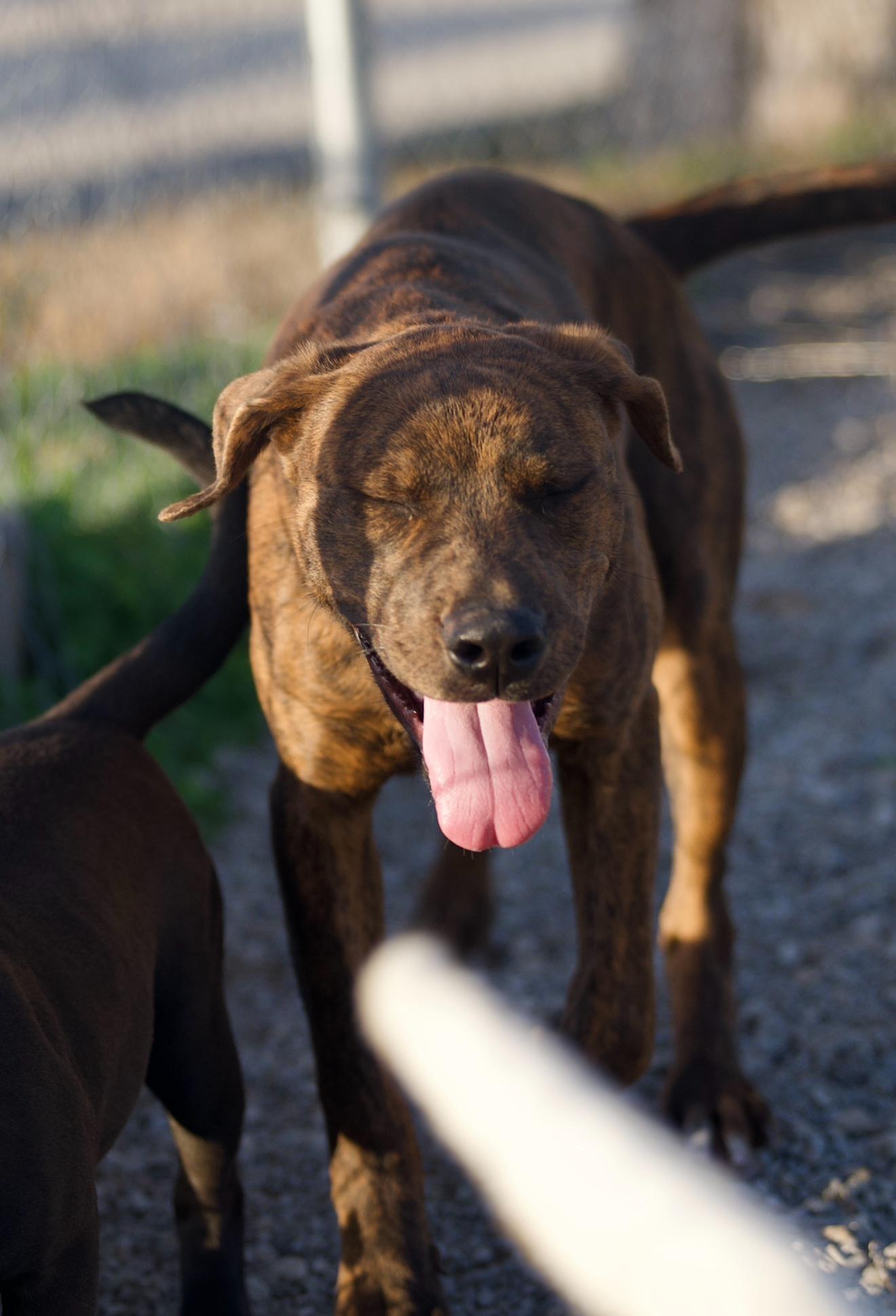 Enlarge Hoover, a ADOPTABLE mixed breed in Hiawatha, KS image 4/4