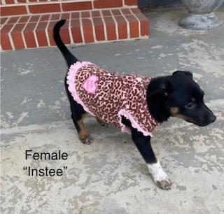 Instee, a ADOPTABLE mixed breed in Calhoun, GA image 2/2