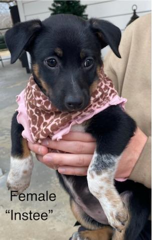 Instee, a ADOPTABLE mixed breed in Calhoun, GA image 1/2