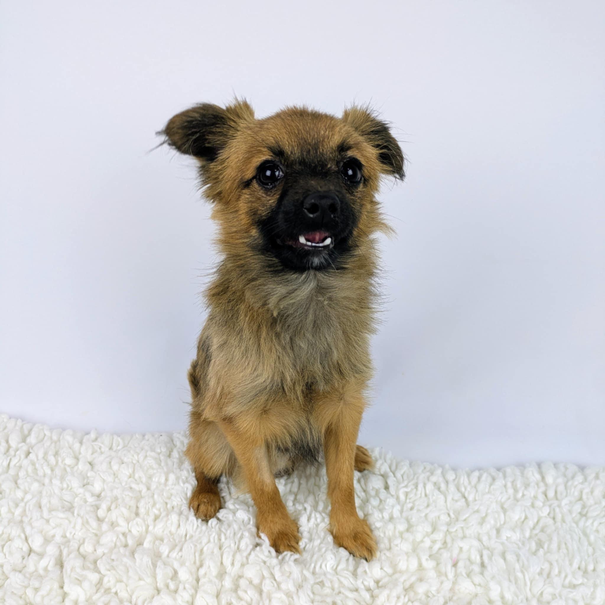 Ricky, adopted, Adult Male Chihuahua & Pomeranian.