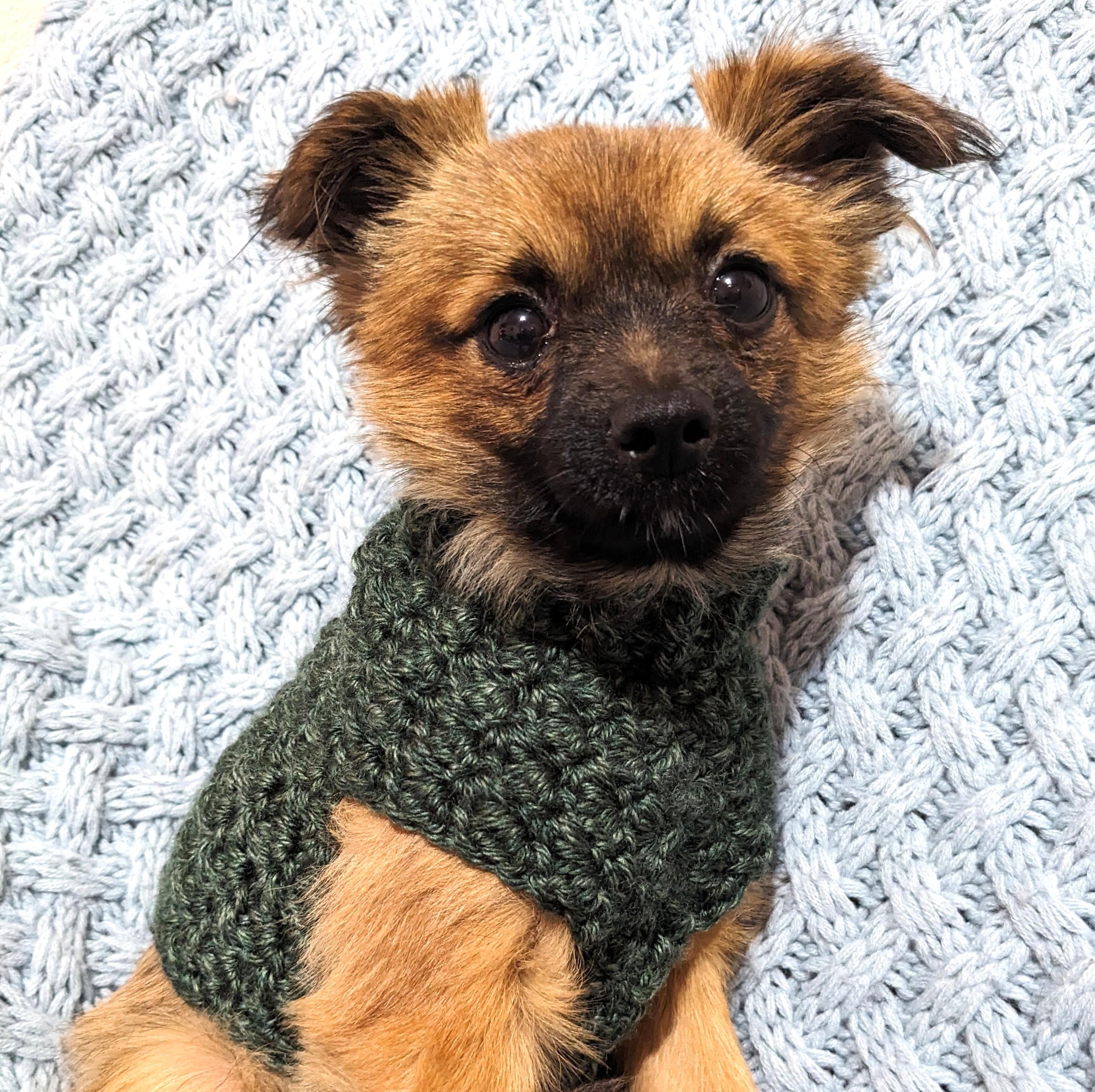 Enlarge Ricky, an adopted mixed breed in Round Rock, TX image 2/4