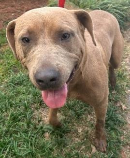 Nelson, a Adoptable mixed breed in Savannah, GA image 1/2