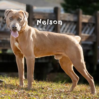 Nelson, a Adoptable mixed breed in Savannah, GA image 2/2