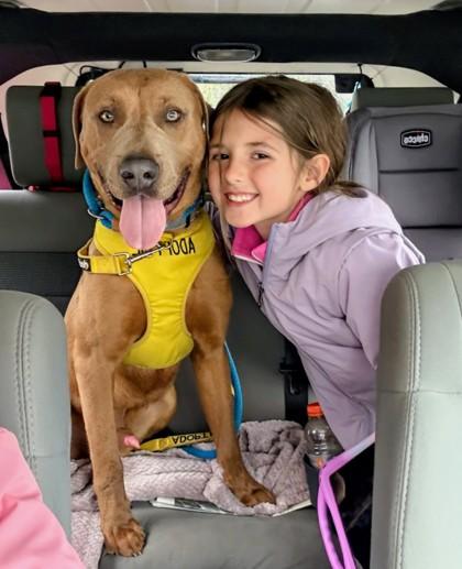 Enlarge Nelson, a Adoptable mixed breed in Savannah, GA image 2/3