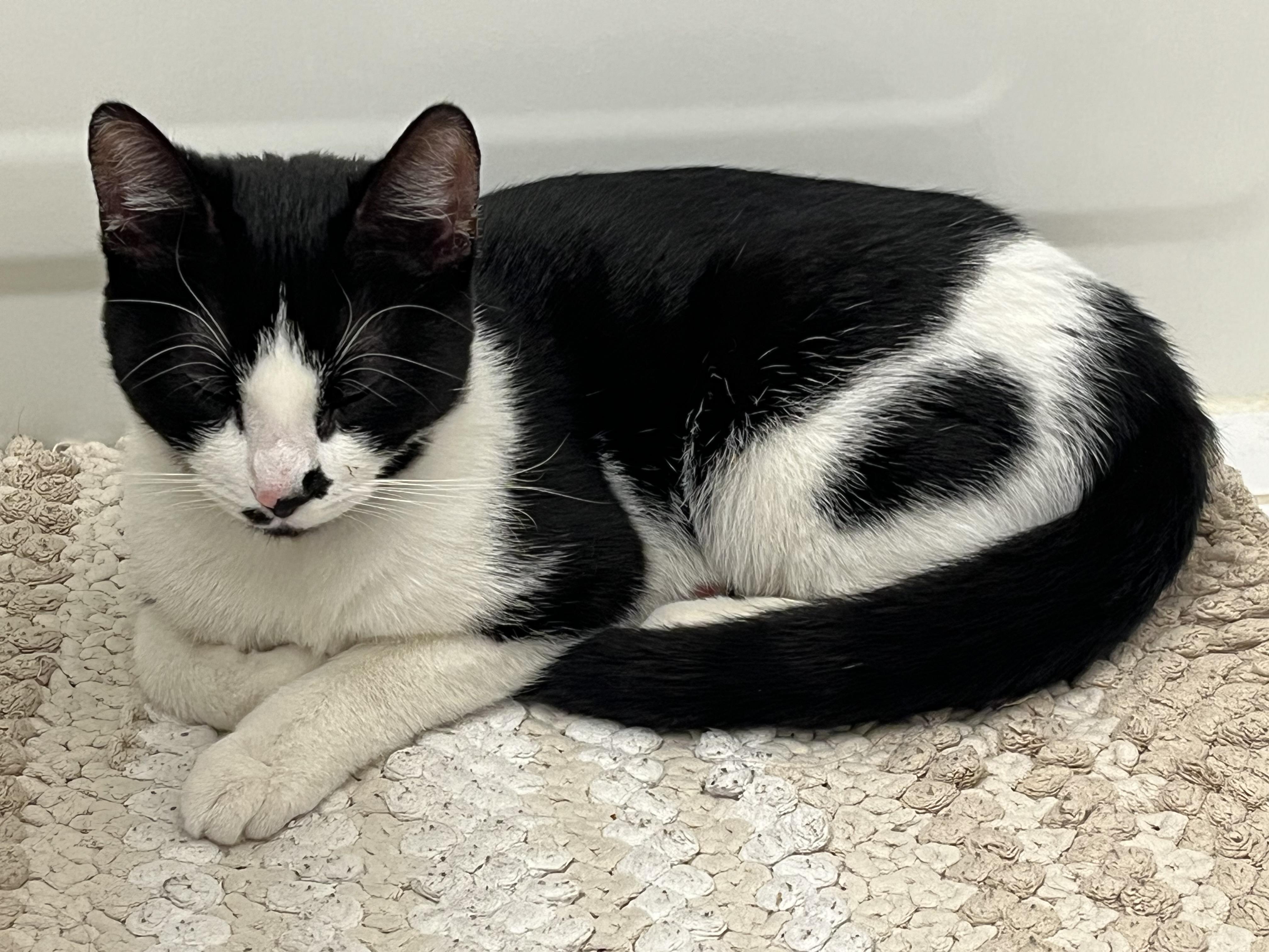 Enlarge Maki, a ADOPTABLE American Shorthair in Arlington, VA image 3/3