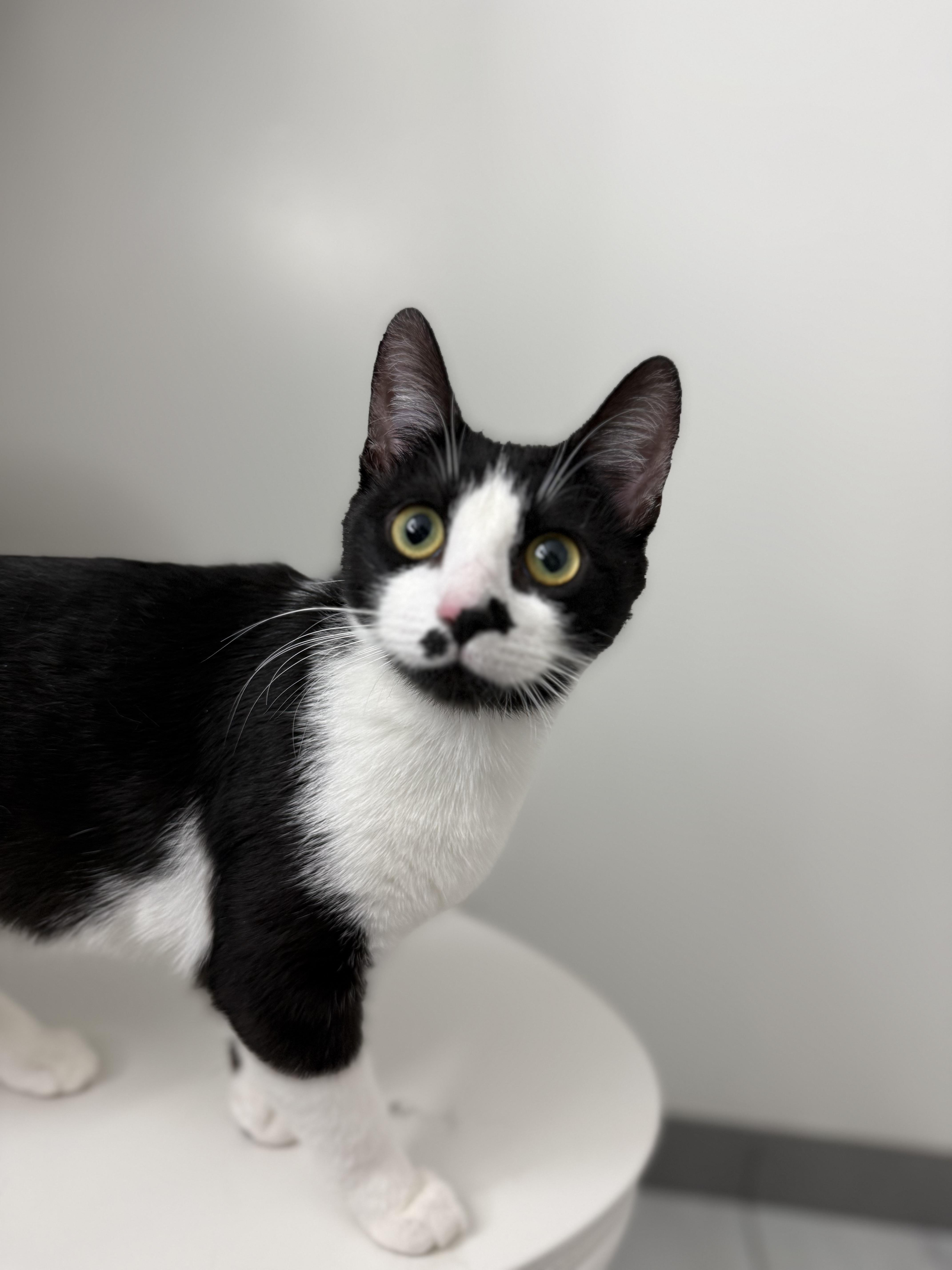 Enlarge Maki, a ADOPTABLE American Shorthair in Arlington, VA image 1/5