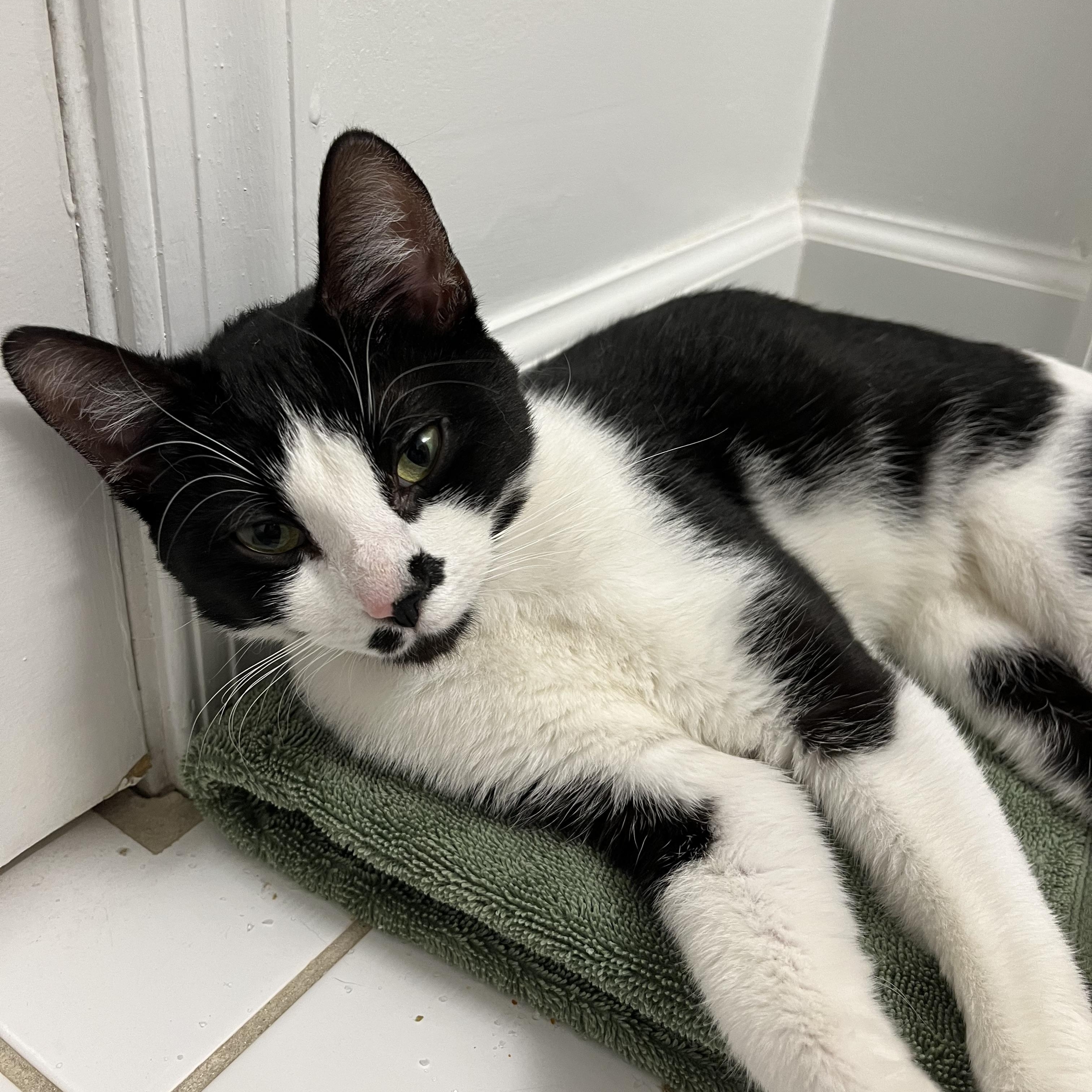Enlarge Maki, a ADOPTABLE American Shorthair in Arlington, VA image 2/3