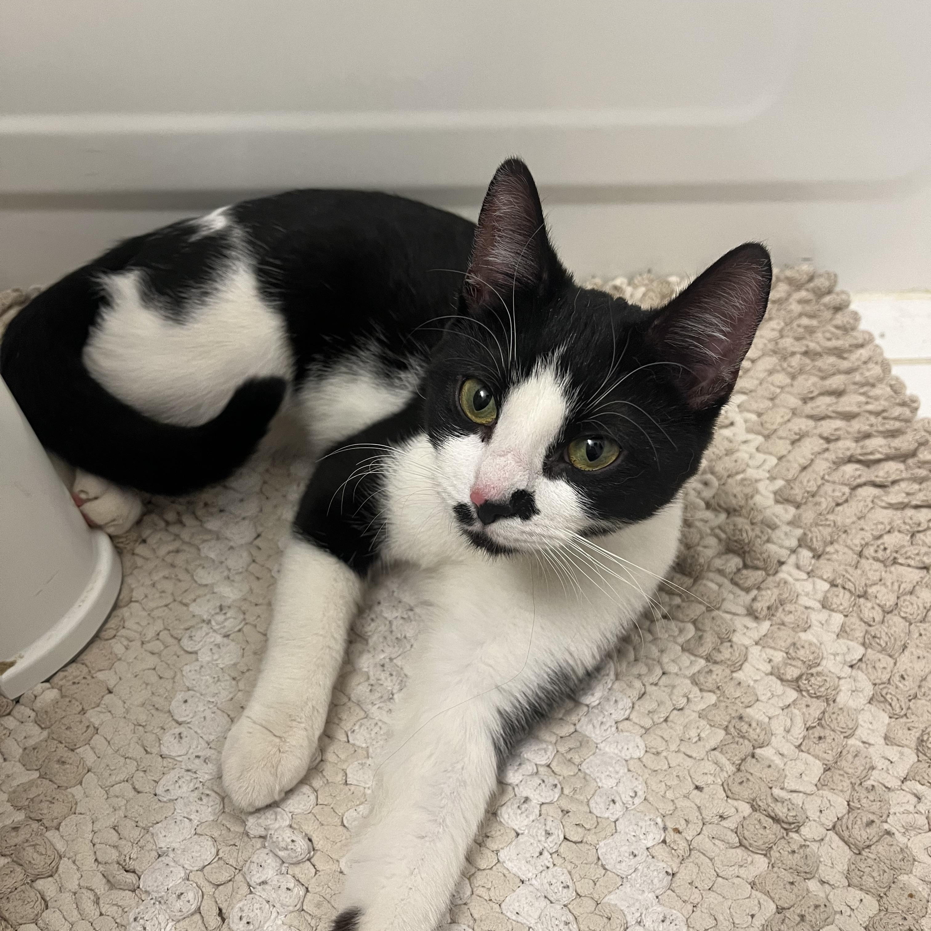 Enlarge Maki, a ADOPTABLE American Shorthair in Arlington, VA image 1/3