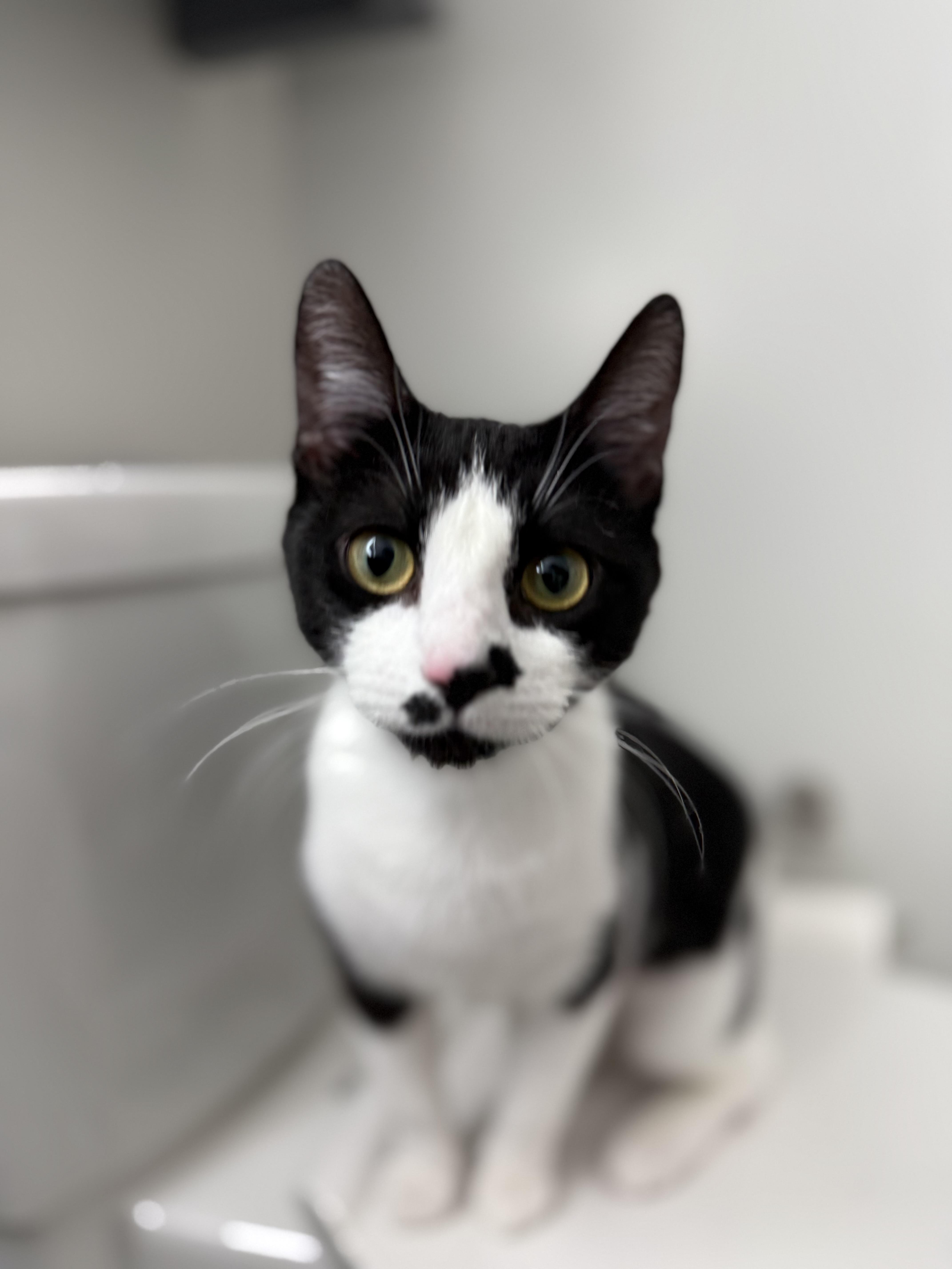 Enlarge Maki, a ADOPTABLE American Shorthair in Arlington, VA image 2/5