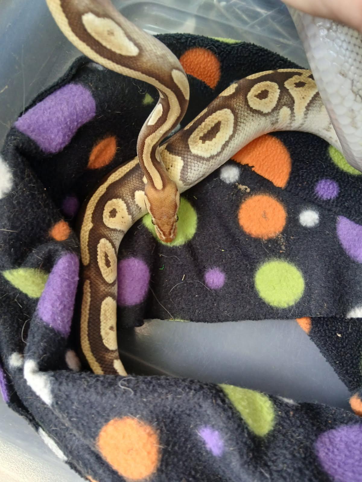 Enlarge Montana, a Adoptable Ball Python in Dearborn, MO image 1/3