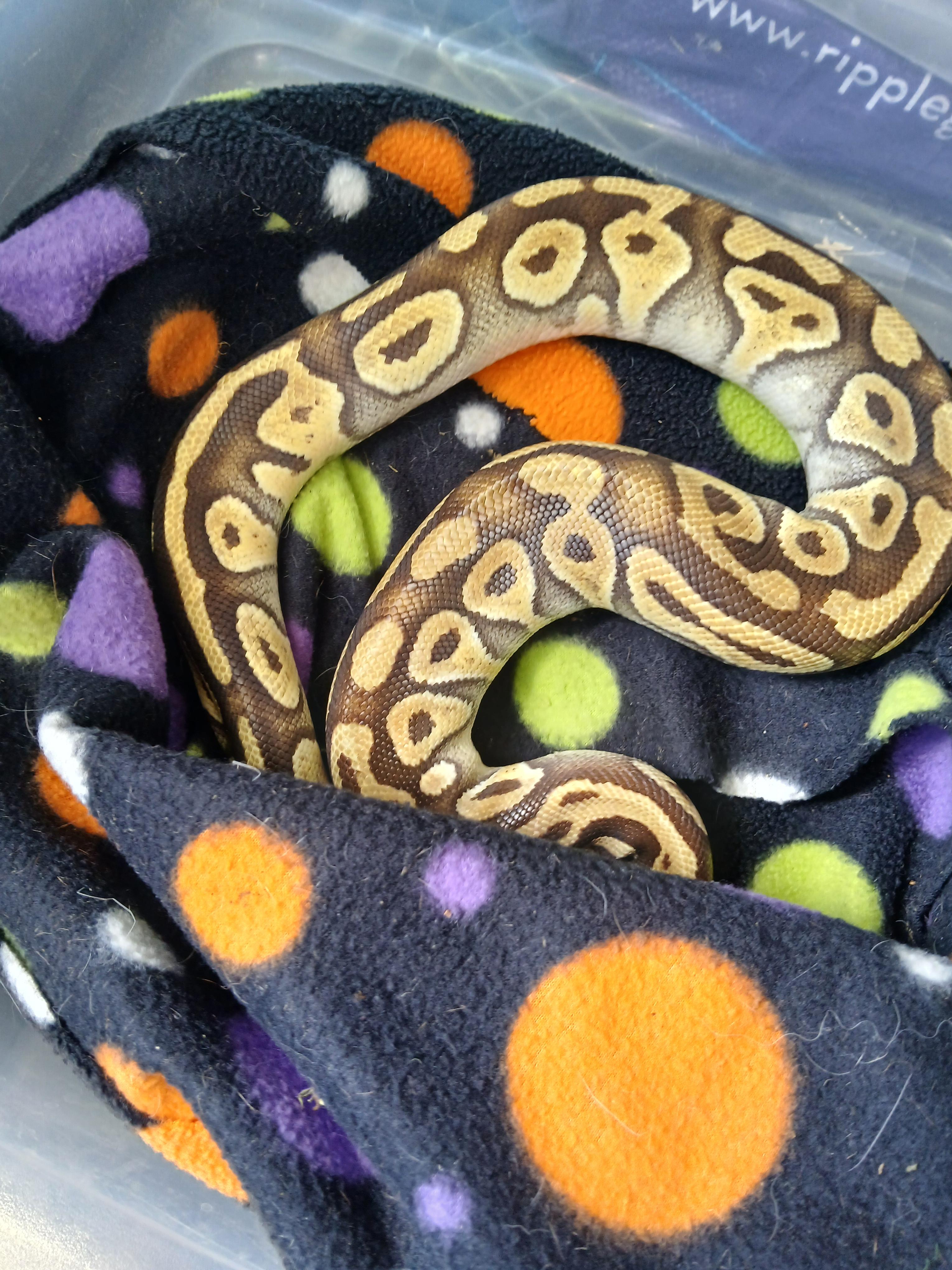 Enlarge Montana, a Adoptable Ball Python in Dearborn, MO image 3/3