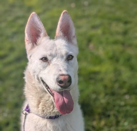 MAY, Adoptable, Young Female Siberian Husky & German Shepherd Dog.