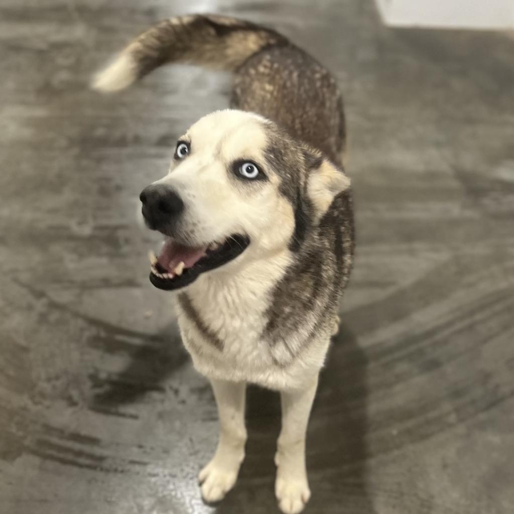 Magnus 3, a Adoptable Husky in Eufaula, OK image 2/6