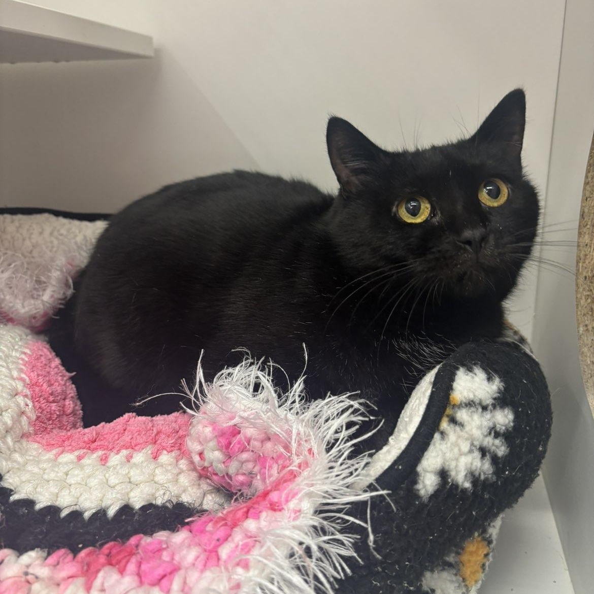 Enlarge Iceberg , a ADOPTABLE Domestic Short Hair in Pardeeville, WI image 2/4