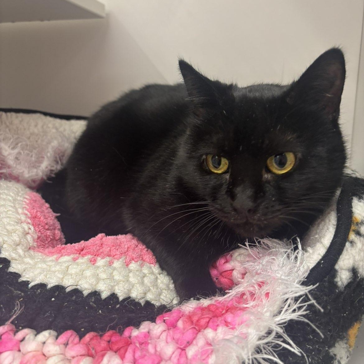 Enlarge Iceberg , a ADOPTABLE Domestic Short Hair in Pardeeville, WI image 4/4