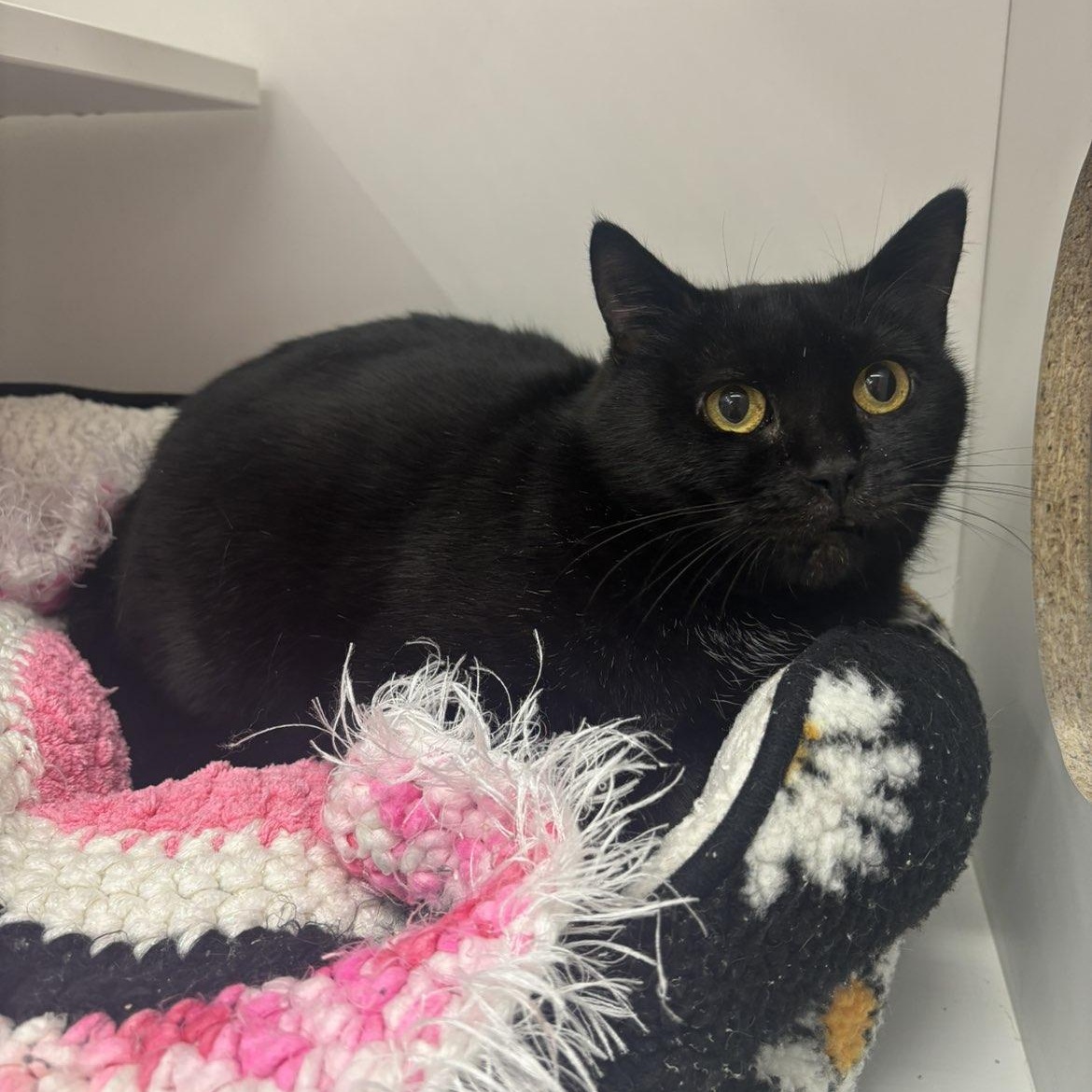 Enlarge Iceberg , a ADOPTABLE Domestic Short Hair in Pardeeville, WI image 1/4