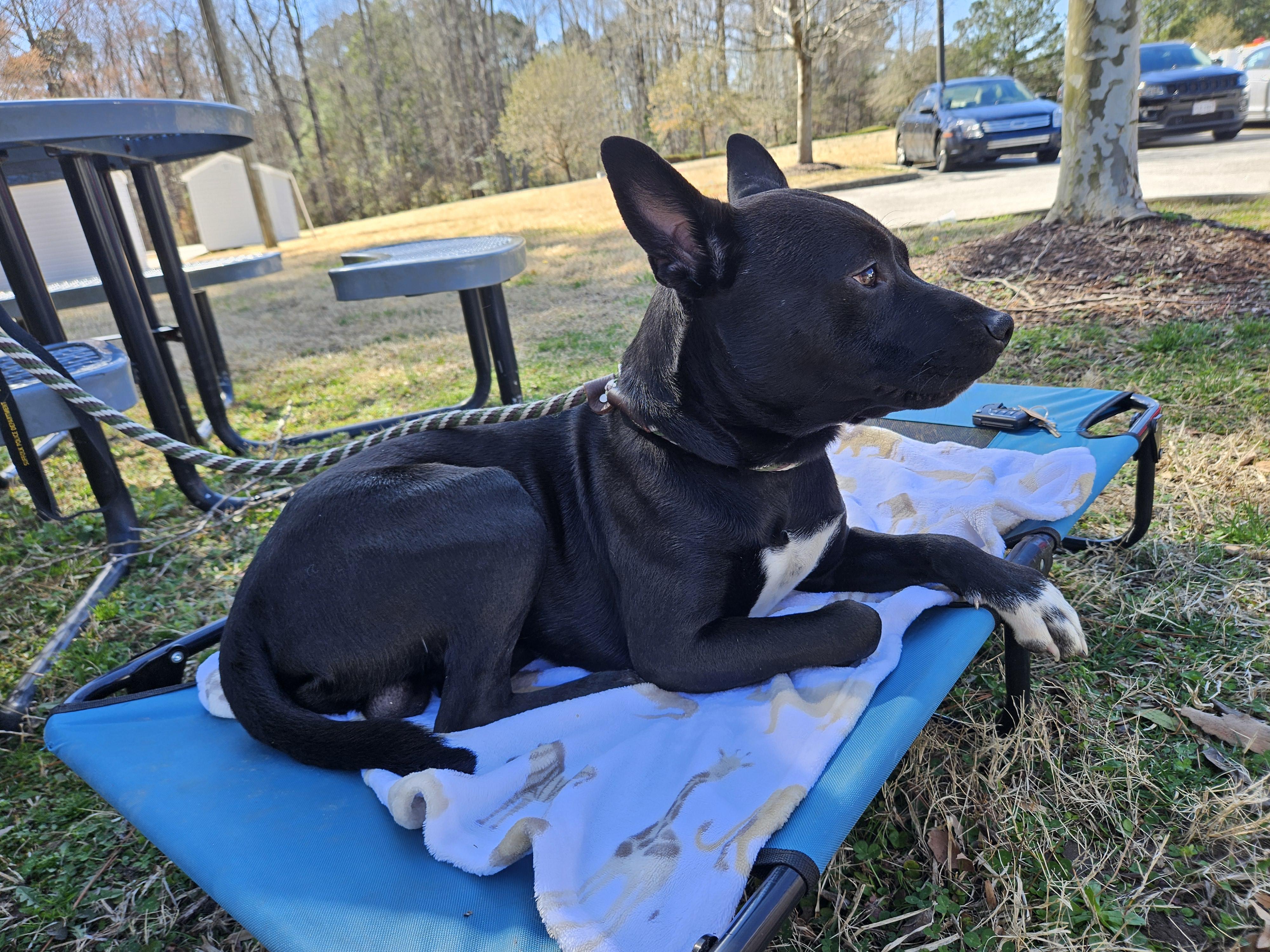 Enlarge Zander, a ADOPTABLE mixed breed in Suffolk, VA image 2/2