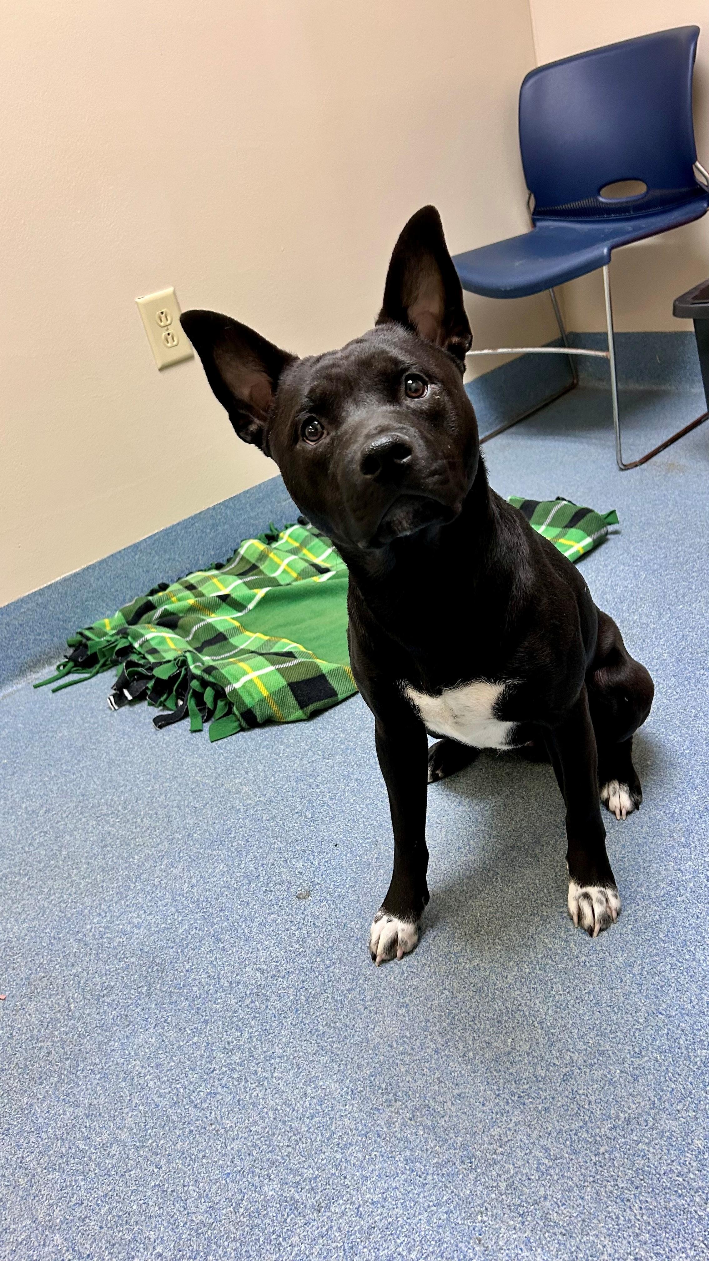Zander, ADOPTABLE, Young Male Pit Bull Terrier & Shiba Inu.