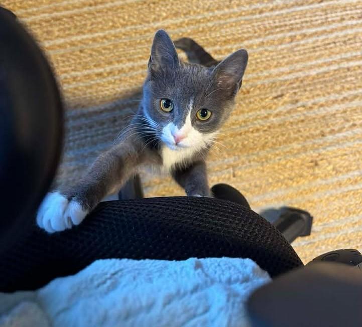 Enlarge Splinter, a ADOPTABLE Domestic Short Hair in Roslindale, MA image 2/4