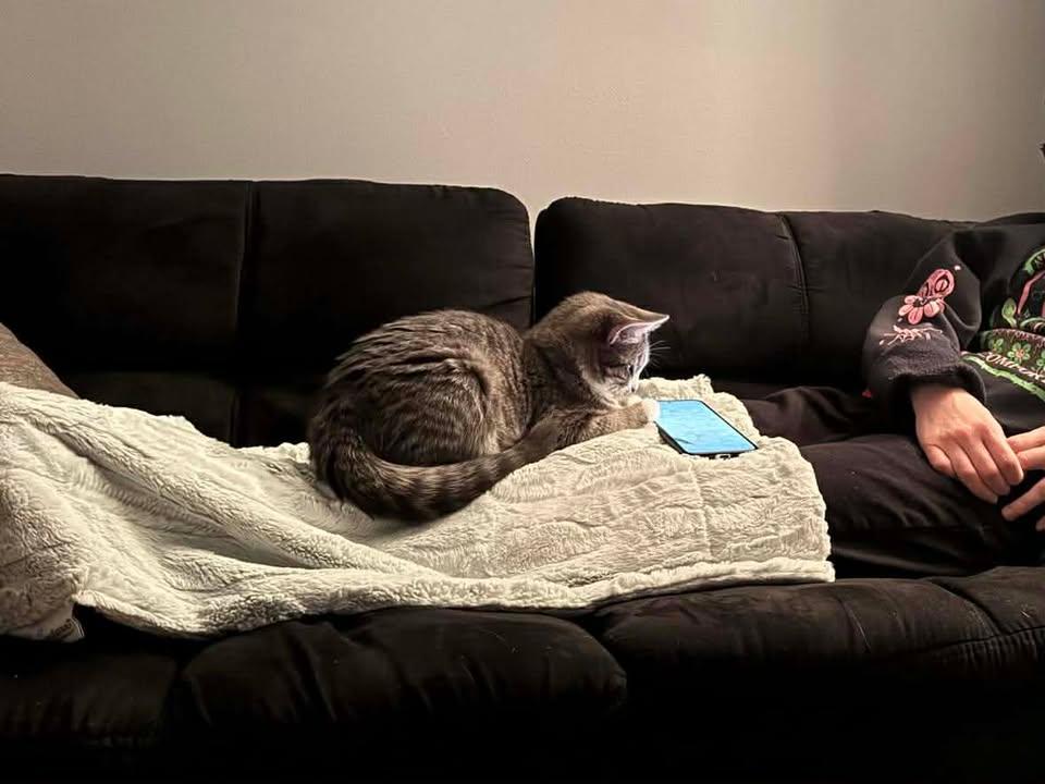 Enlarge Splinter, a ADOPTABLE Domestic Short Hair in Roslindale, MA image 4/4